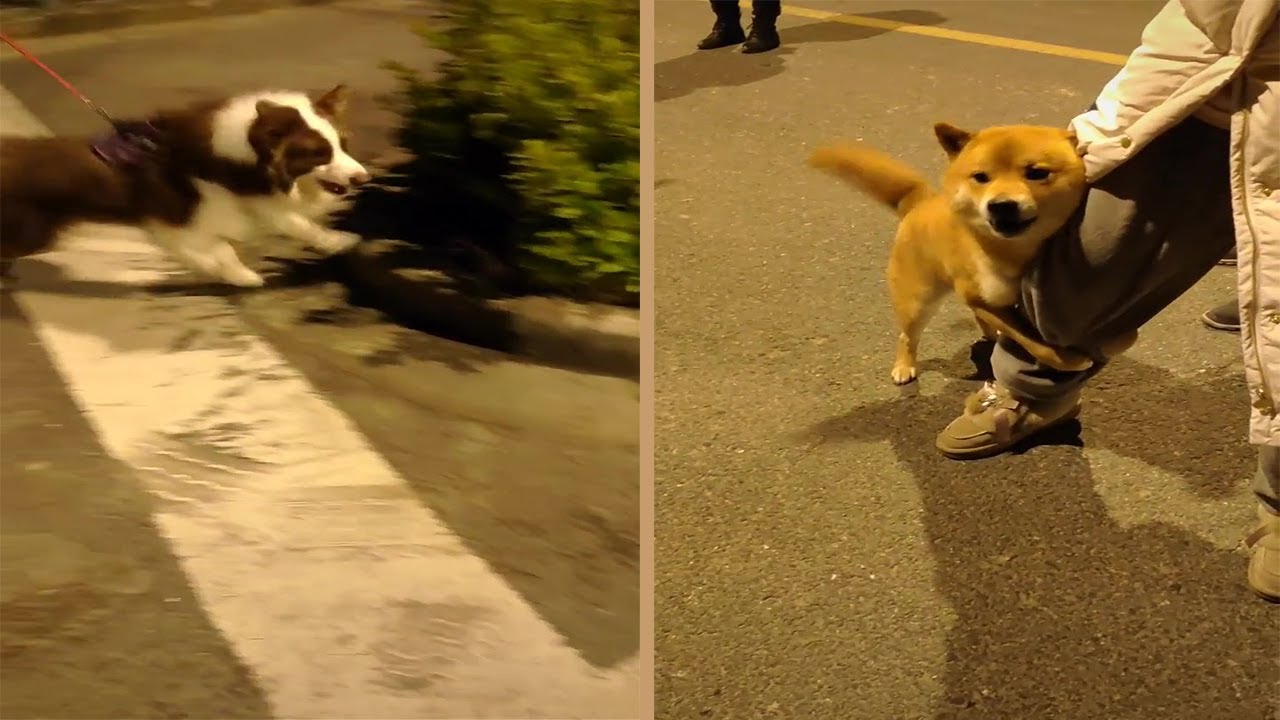 Scared Shiba Inu Barks At Border Collie While Holding Human's Leg