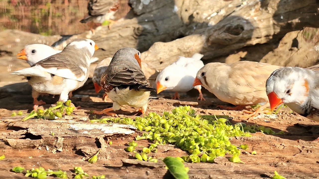 Zebra finches are singing beautifully, singing loudly in garden near house. Their voices are lovely.