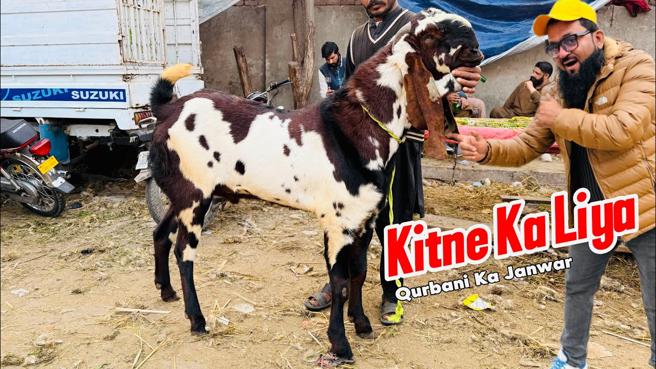 Kitne Ka Liya Qurbani Ka janwar | Desi Beetal Bakre Kajle Chatre | Shapur Kanjra Lahore Mandi 