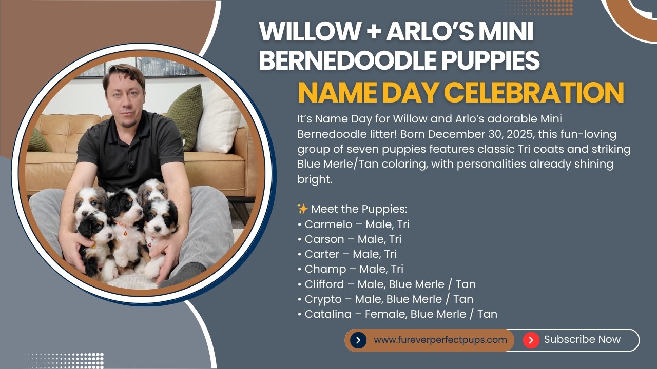 Willow + Arlo’s Mini Bernedoodle Puppies 🎉 | Name Day Celebration