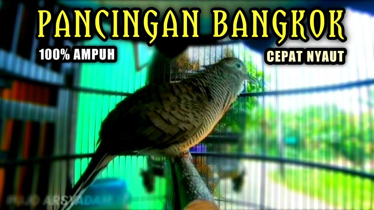 PANCINGAN PERKUTUT BANGKOK AGAR BUNYI DAN GACOR.