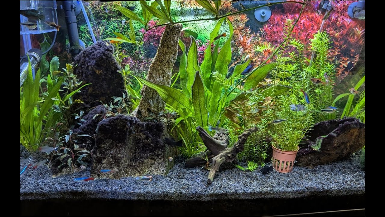 aquarium peace moments 12 #aquarium #fishtank