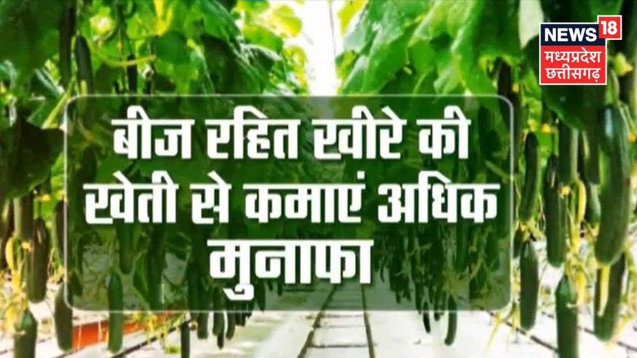 Annadata: खीरा के फसल में करें ये जरूरी काम, अधिक उत्पादन के लिए करें समय पर सिंचाई। Kheere Ki Kheti