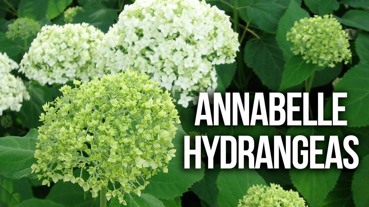 ANNABELLE HYDRANGEAS