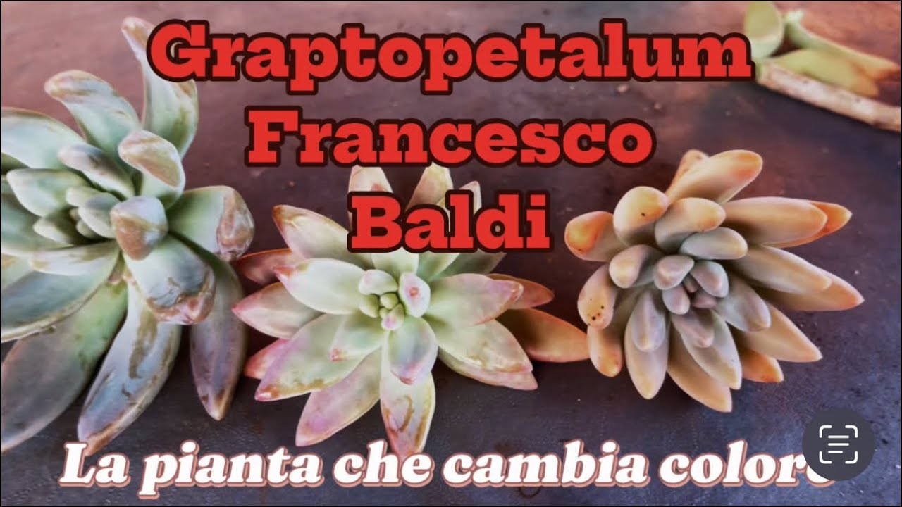FRANCESCO BALDI pianta grassa super resistente