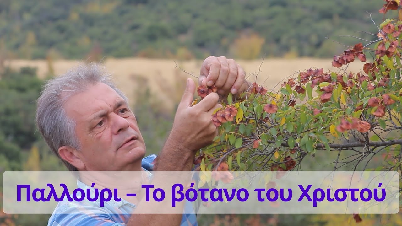 Παλιούρι: Το παλιό βότανο για το ουροποιητικό & την αποτοξίνωση!