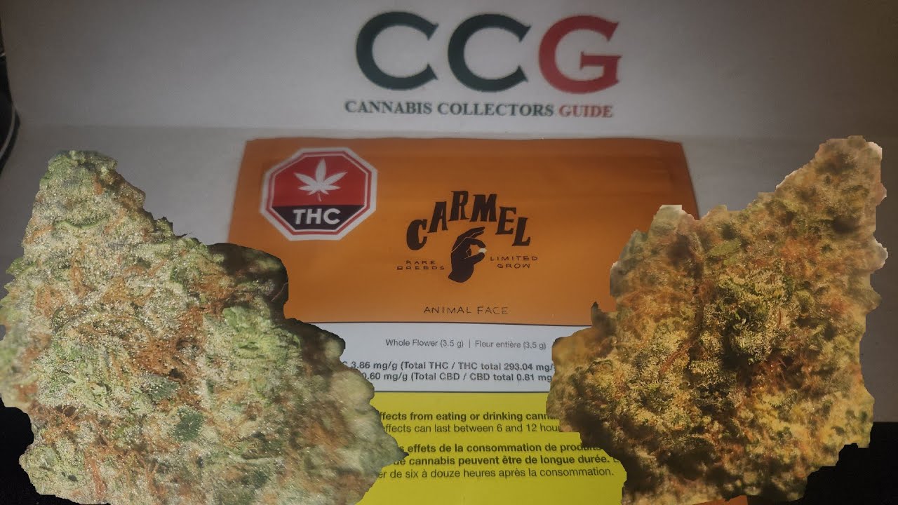 Animal Face by Carmel - /30 - 5 Min Review