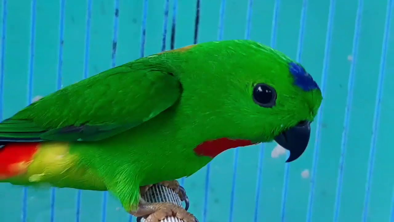 Suara Burung Serindit SATU JUTA VIEW !!