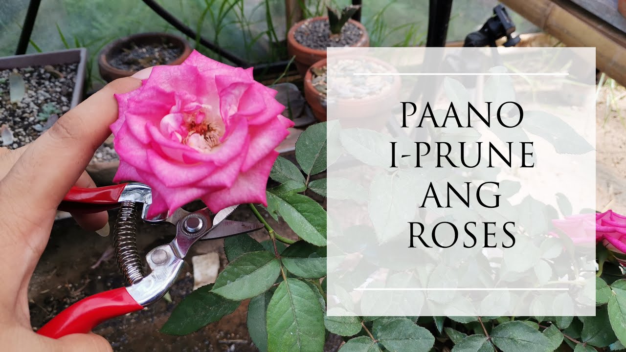 PAANO TANGGALIN ANG SPENT BLOOMS NG ROSES??? PRUNING AND DEADHEADING // Nicopou69
