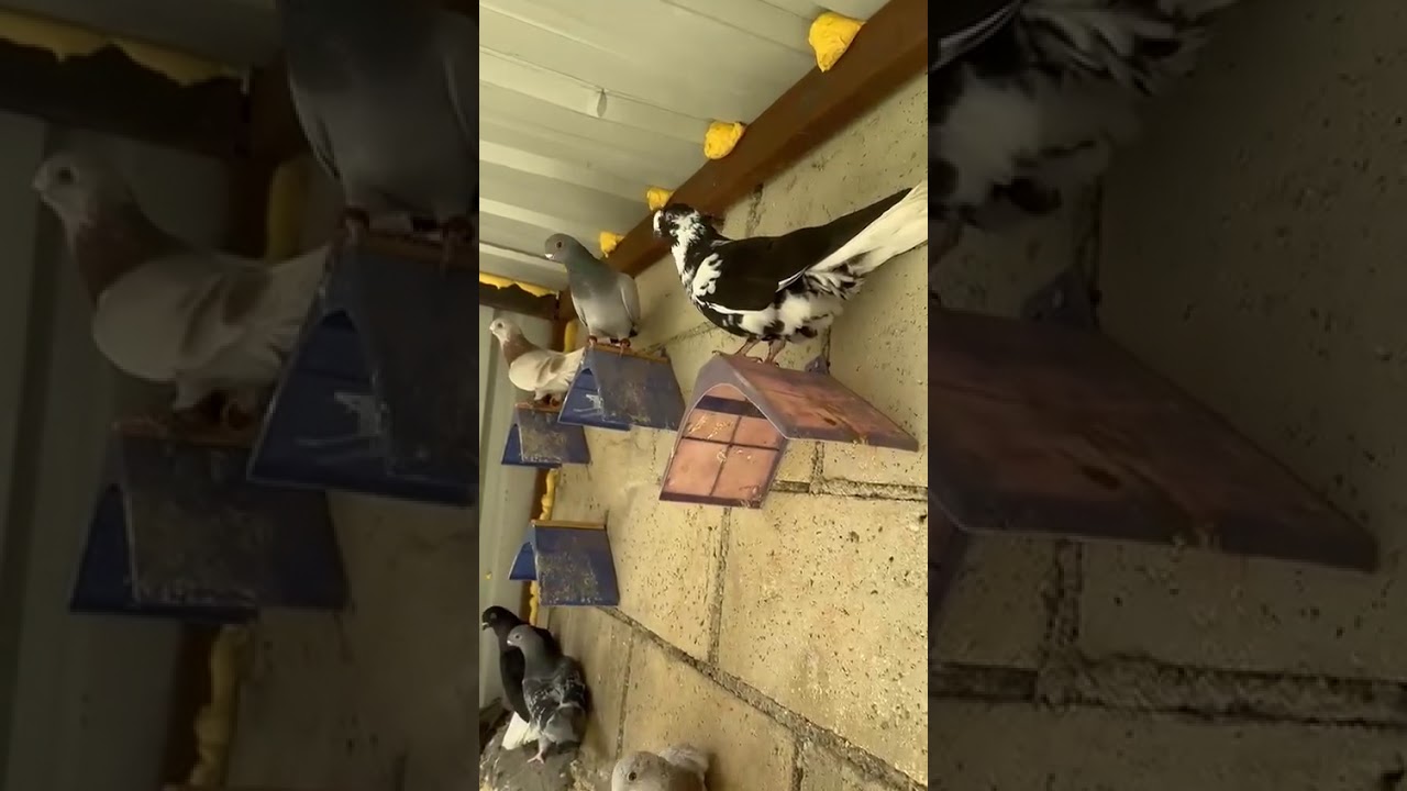 جمعه مباركه عالجميع يا شباب حمامات للبيع رقم صاحبهم بالتعليق اللي بده يتواصل مع صاحب الحمام ع الواتس