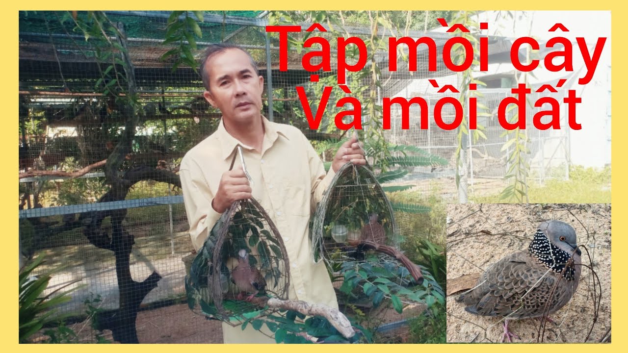 Cách tập bồi mới nổi làm mồi cây và mồi đất