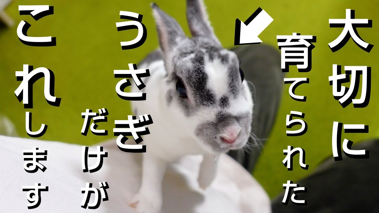 【重要】大切に育てられた幸せなうさぎだけが見せる12の共通点