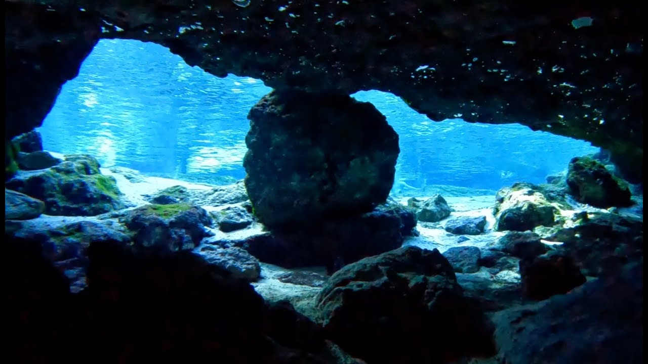 Ginnie Springs Free Diving