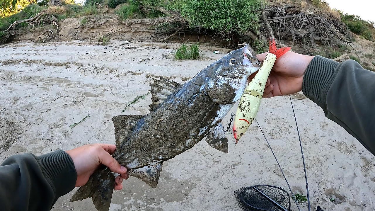 MONSTER Striper Shakes the Hook! | Striper Fishing With Glide Baits - 2025