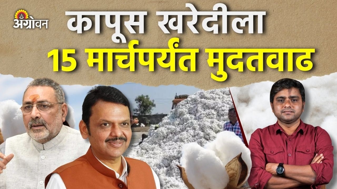 CCI Cotton Procurement : कापूस भाव पडल्याने संकटात सापडलेल्या शेतकऱ्यांना दिलासा | Agrowon