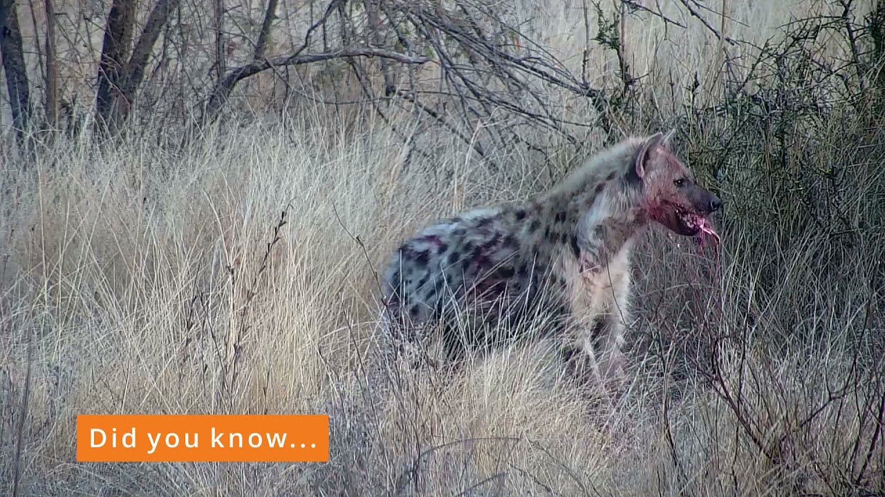 Ranger Insights | Spotted Hyenas