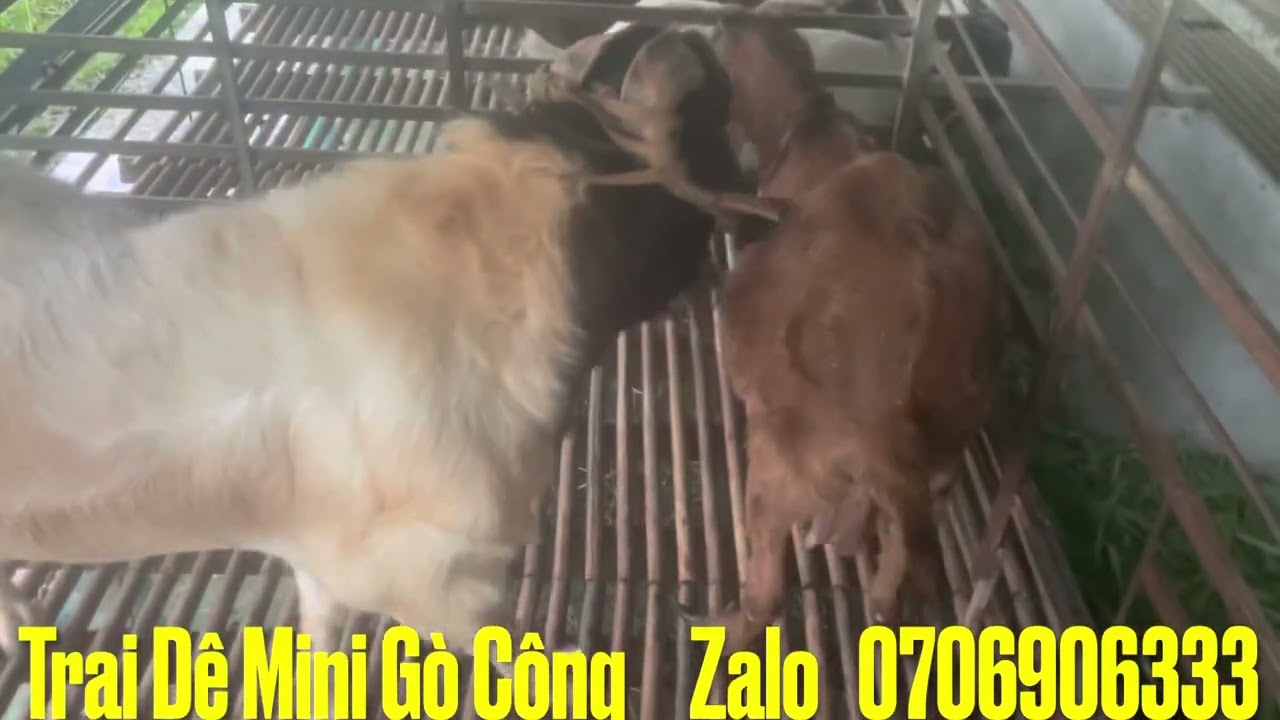 Phối N.Ọ.C Dê Cái không Chịu Đ.Ự.C Phải Làm Sao?