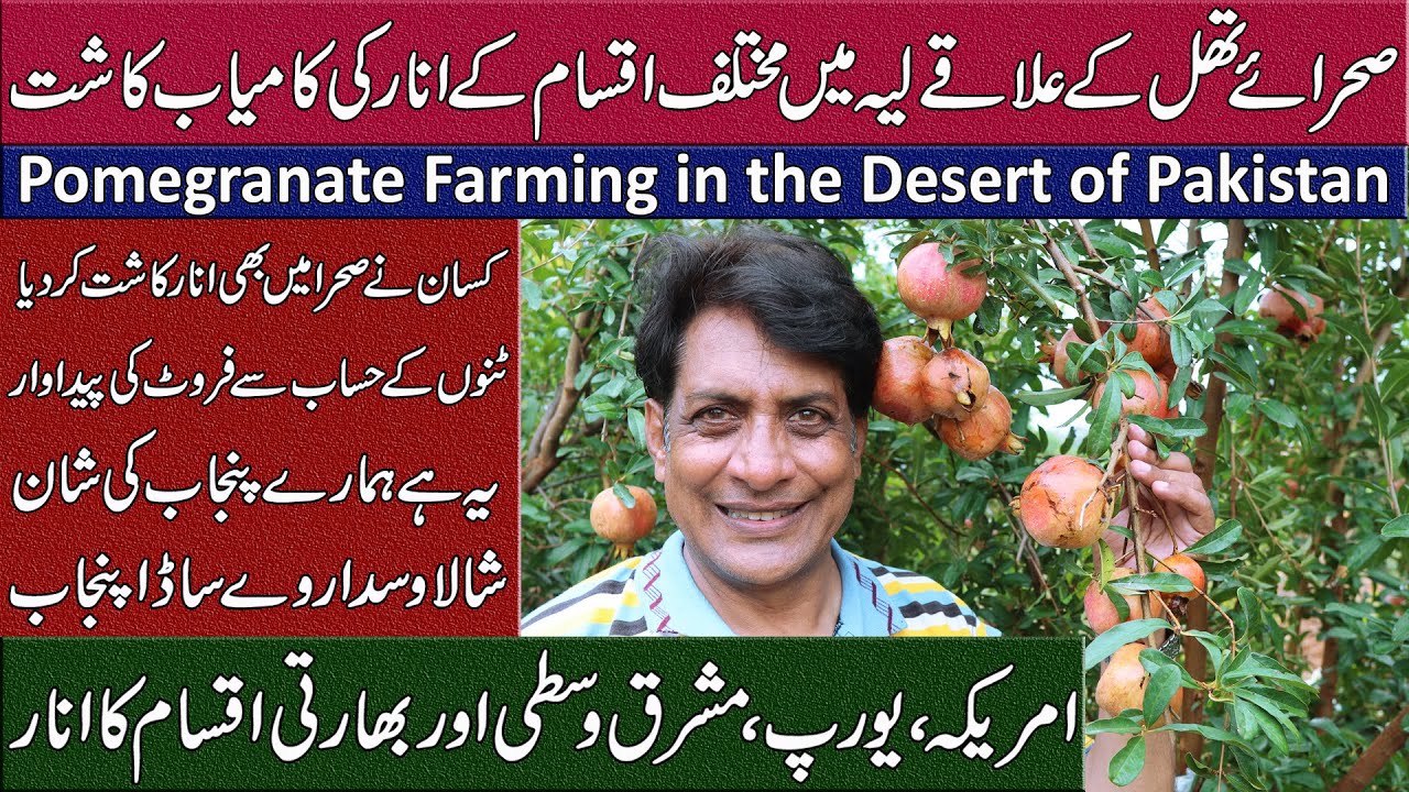 Pomegranate Farming in the Desert of Pakistan | Anar Cultivation Success Story