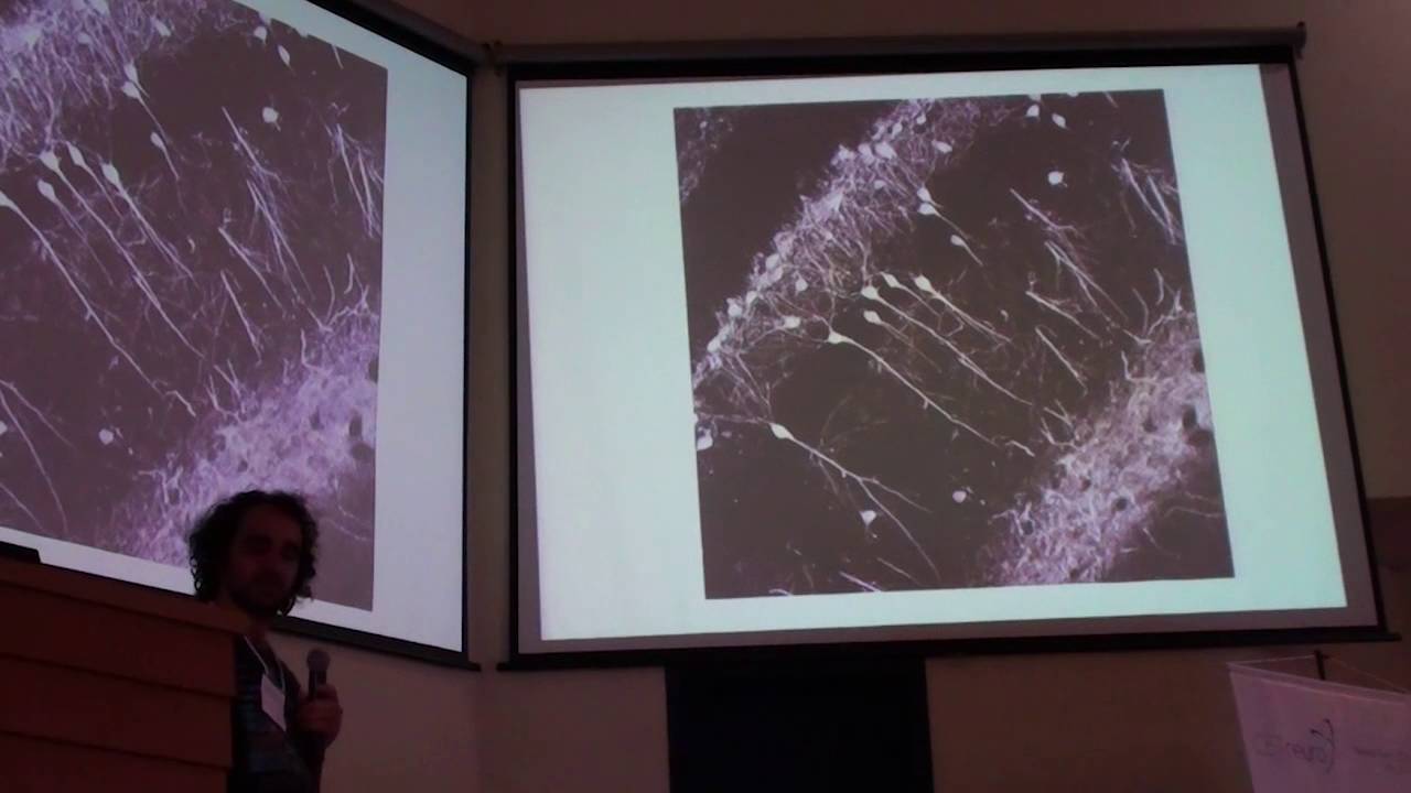 OLM interneurons synchronise theta oscillations between the dorsal and ventral hippocampus