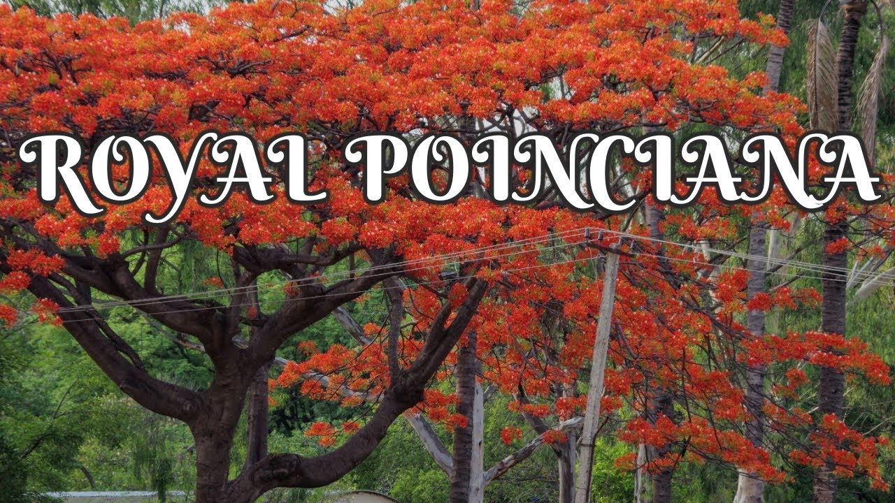 🌺 How to grow Royal Poinciana - Delonix regia
