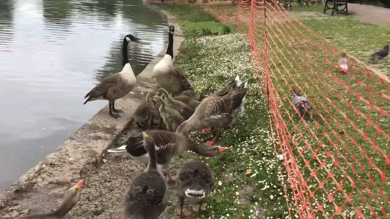 Mr big shark defends his Canada family against other normal greylag geese