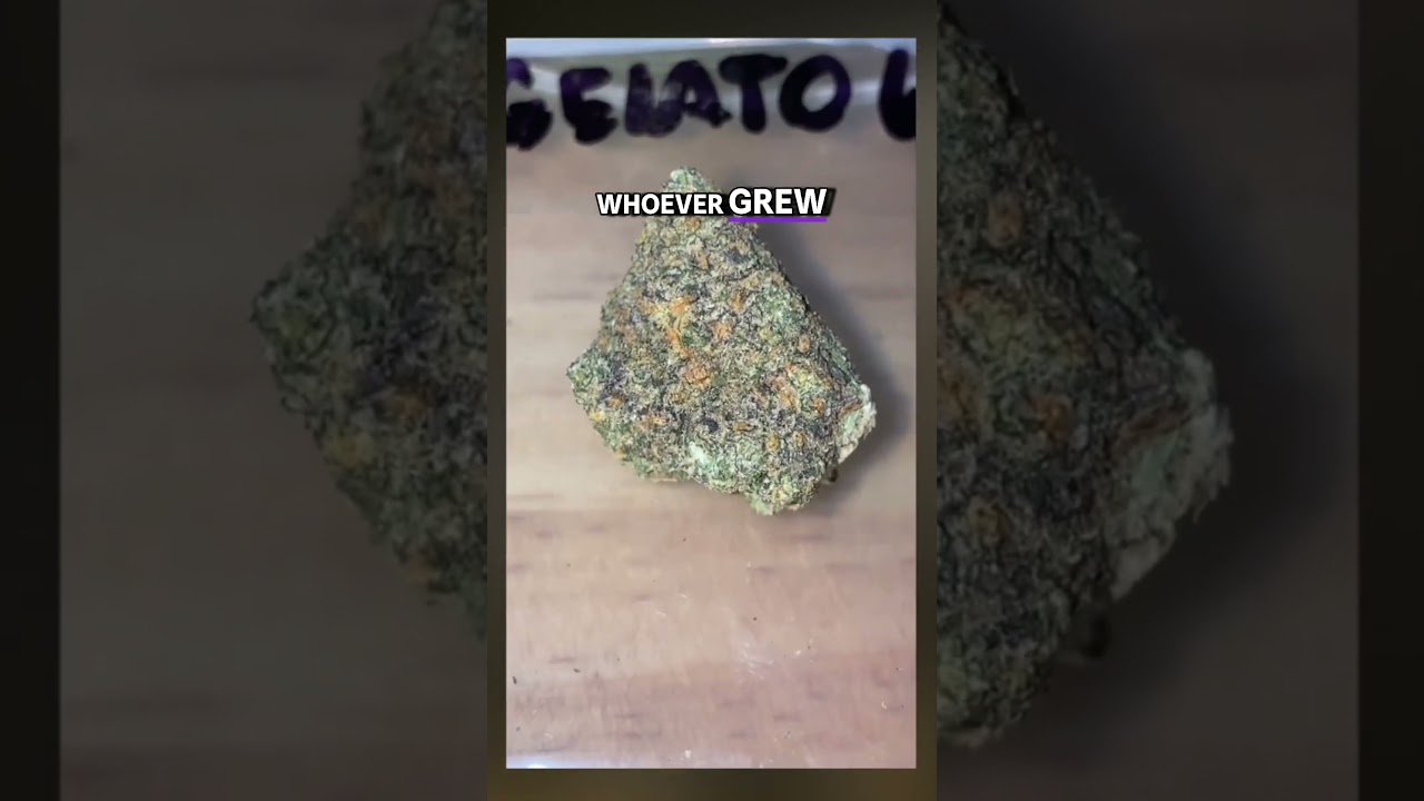 Gelato 44 (C) Preview Reel #138