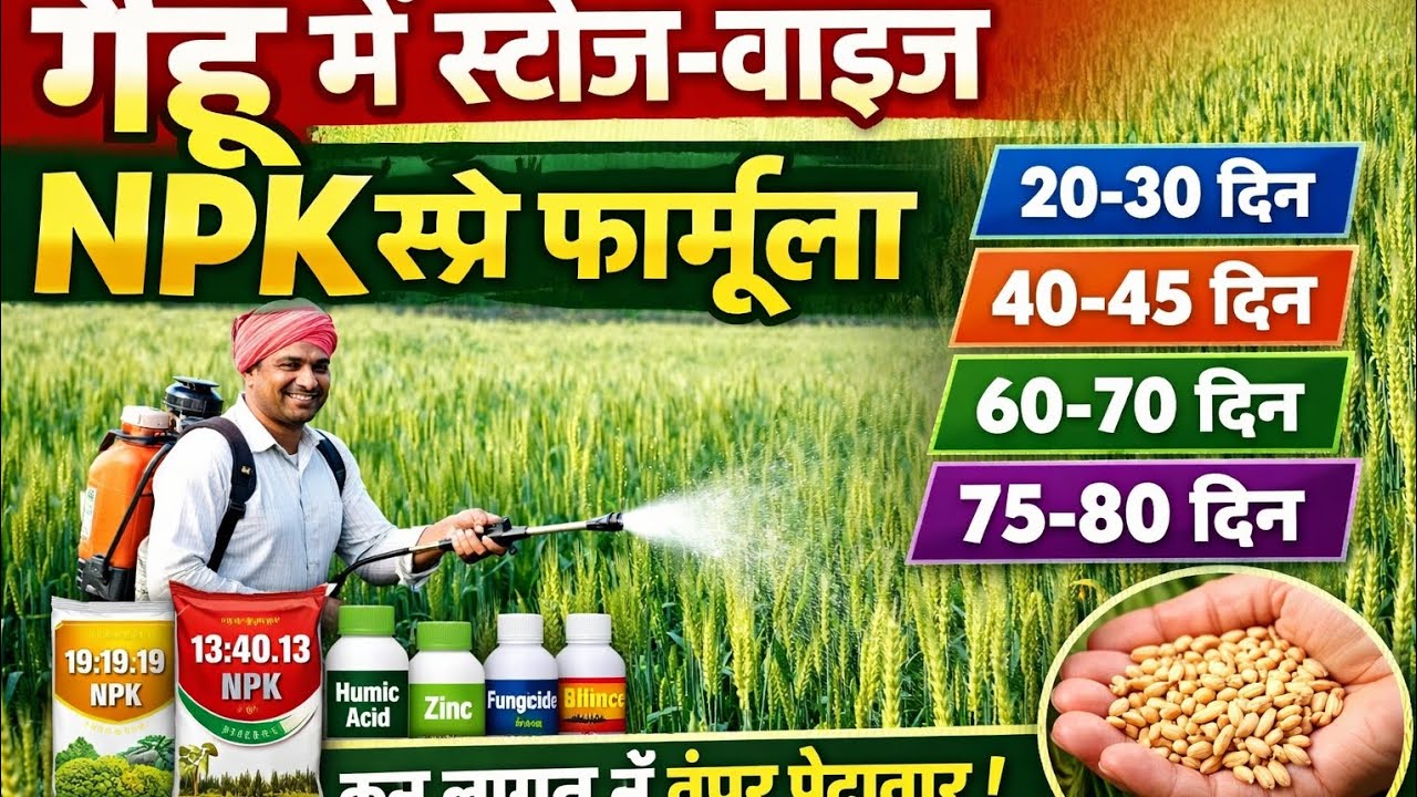 गेहूं में स्टेज-वाइज NPK स्प्रे फार्मूला | कम लागत में बंपर पैदावार का पक्का तरीका