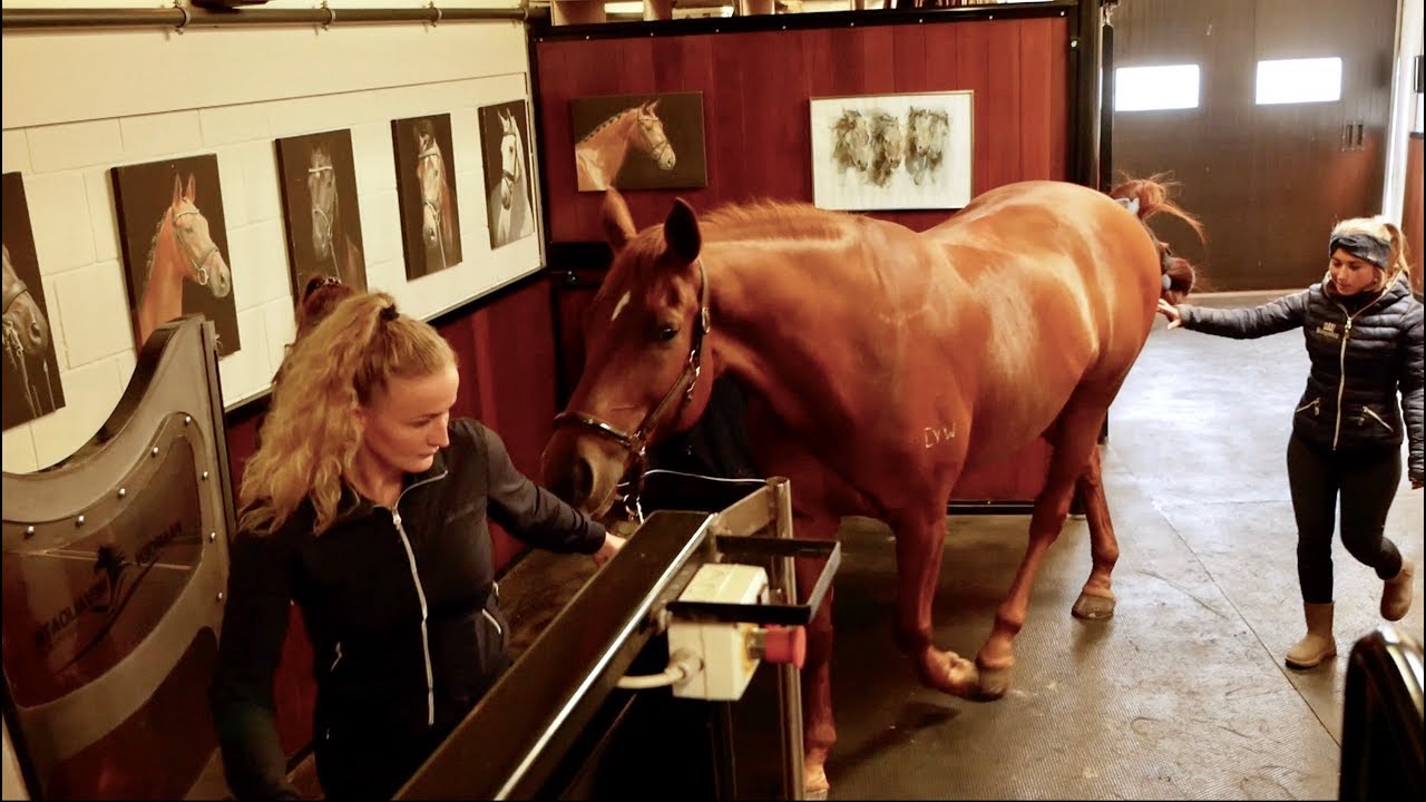 DRESSAGE HORSE TRIES AQUATRAINER PART 1|| MATT HARNACKE
