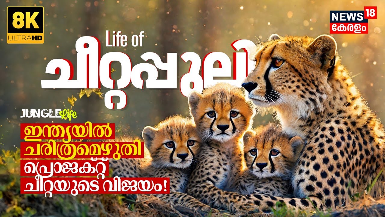 Unknown Life of Cheetah | Indian | Jungle Life | Incredible Wildlife in Stunning 8K (ULTRA HD) N18G