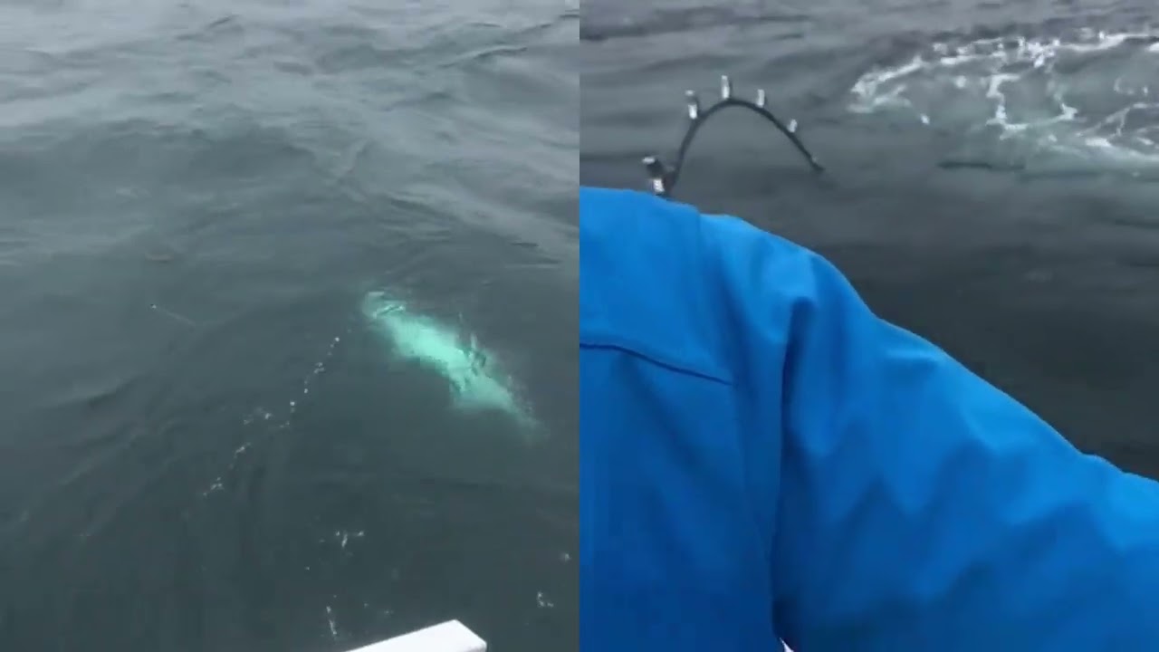 UK Bluefin Tuna Fishing with Rok Max's Allan Shephard
