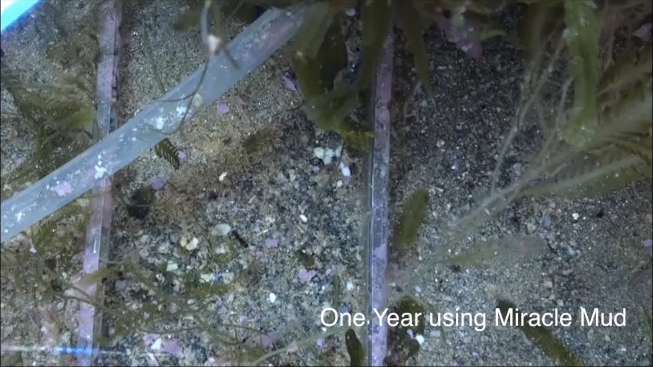 Ecosystem MiracleMud - A Year ReefKeeping Video Podcast by AmericanReef - Start a Saltwater Aquarium