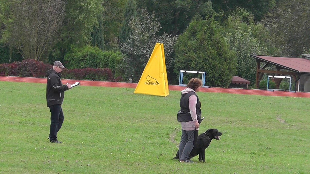 Skvělý výkon plemene cane corso. Heinrichová Petra, Allison Gulieta´s paradise (C 72) cane corso