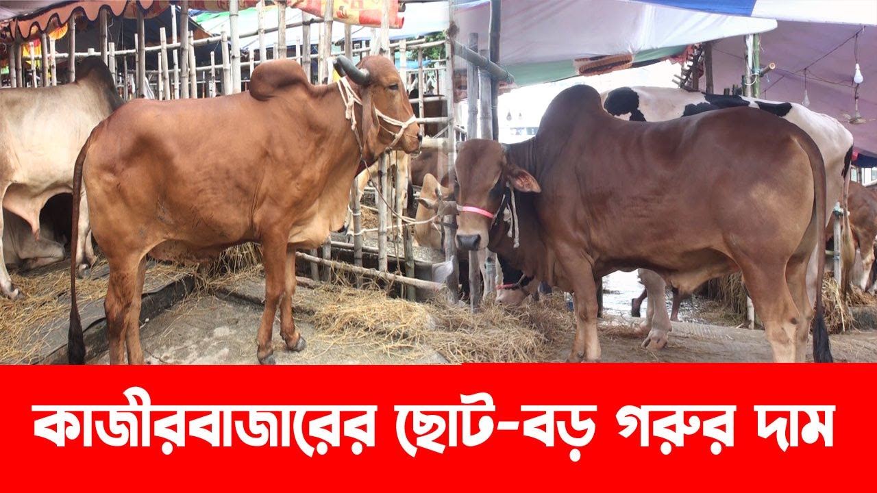 কাজীরবাজারের ছোট-বড় গরুর দাম || &zwj;Sylhet Cow Hat || Cow Hat || Sylhet Kazirbazar || Banglaviewtv