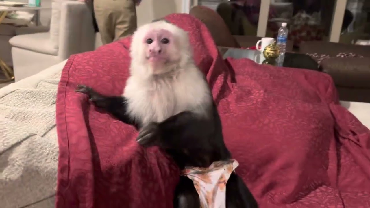 Monkey is ticklish! So cute!