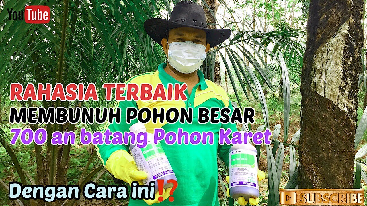 🔴CARA MUDAH MEMBUNUH POHON BESAR⁉️CARA APLIKASI TRIKLOPIR SUPAYA EFEKTIF PART2/ENCIKJUNIANTOCHANNEL