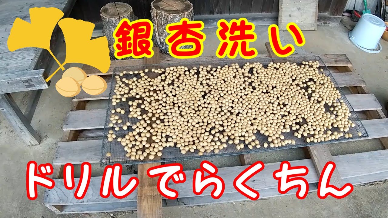 銀杏洗いドリルでらくちん