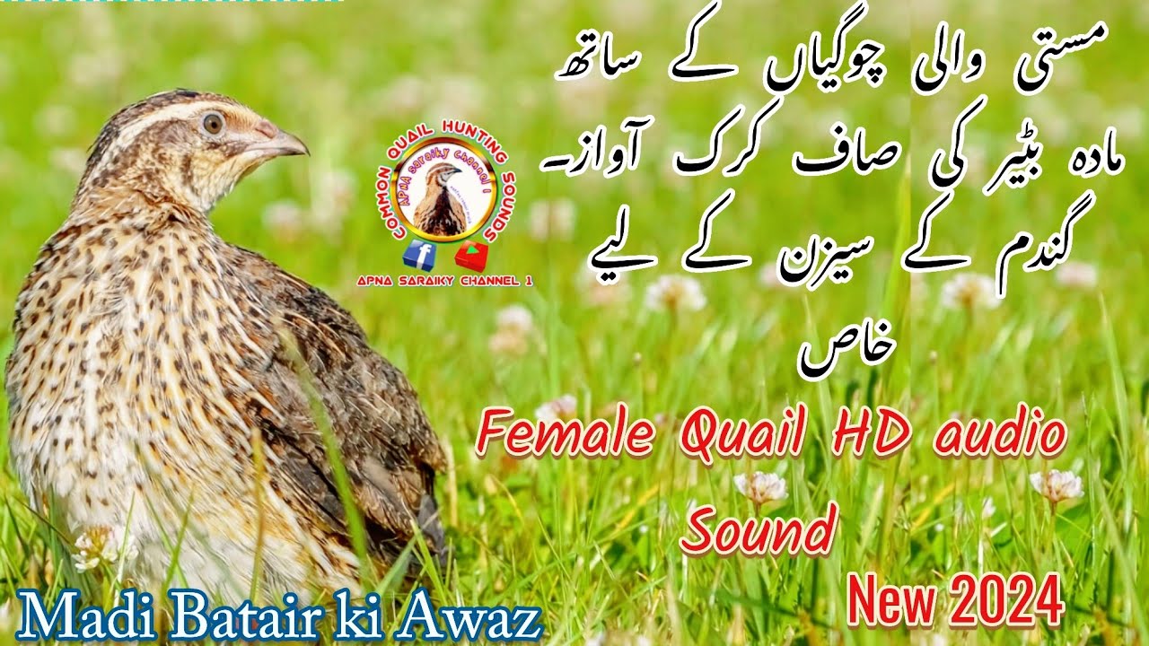 female quail sound madi batair ki awaz2026 / Madi Batair ki Awaz2026