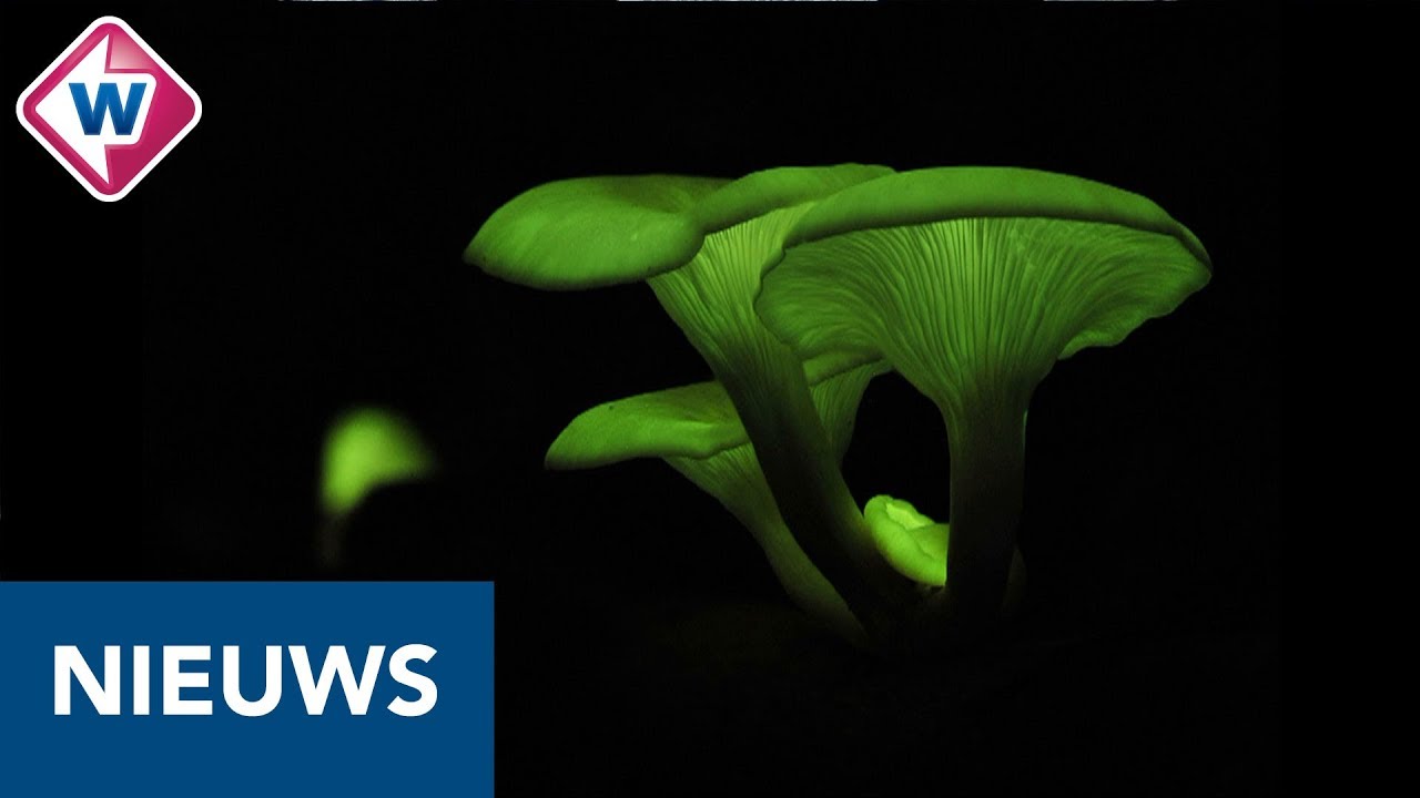 Deze paddenstoelen geven licht in het donker- OMROEP WEST