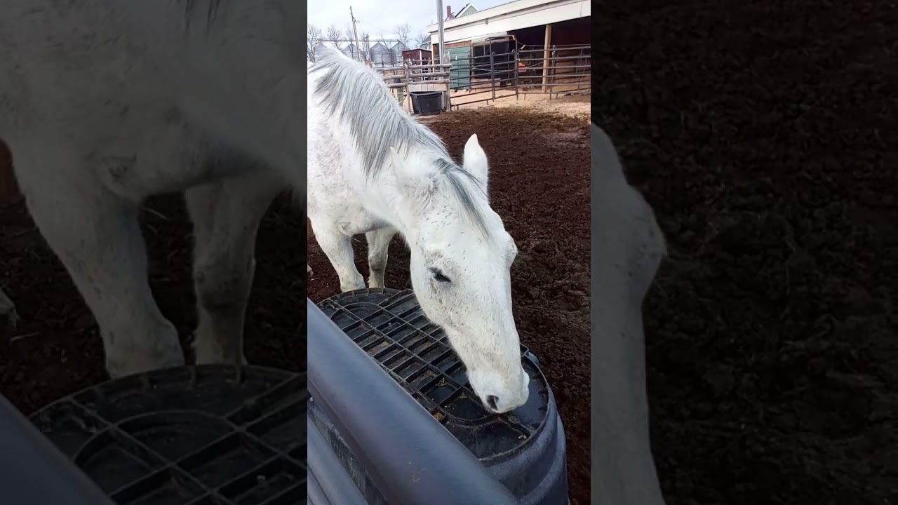 FOLLOW ME ON MY MONTANA RANCH #horses  #equestrianjourney #montana #smallranch 