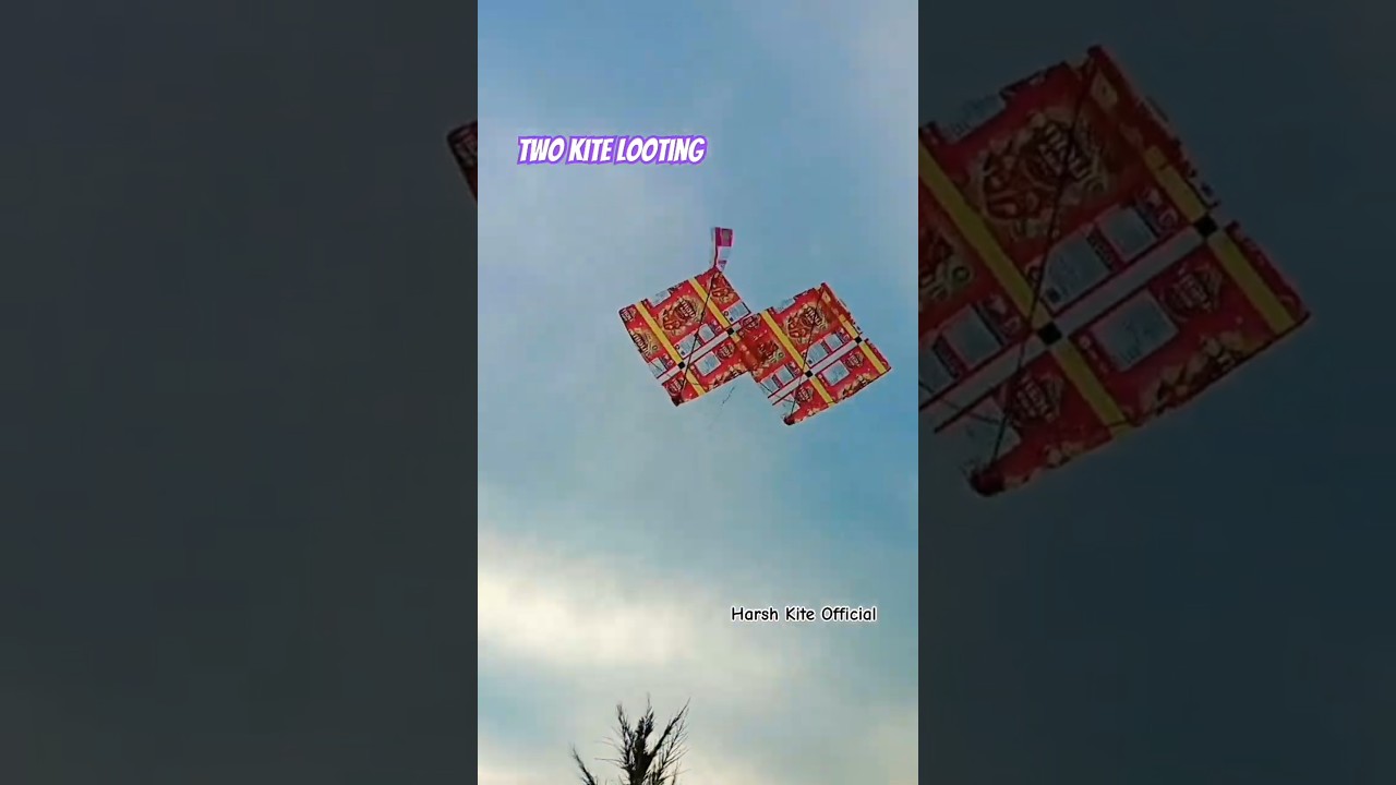 Two Kites Looting Video 😎 #viralshorts #kiteflying #harshkiteofficial #kite #patangkite #viralvideo