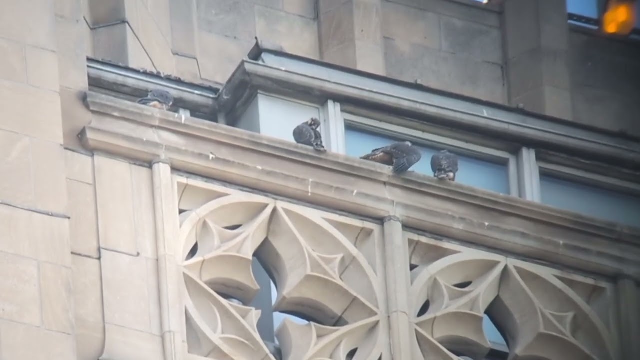Pitt peregrine Fledge Watch 2026-06-04, all 4 and some flapping (video by Charity Kheshgi)