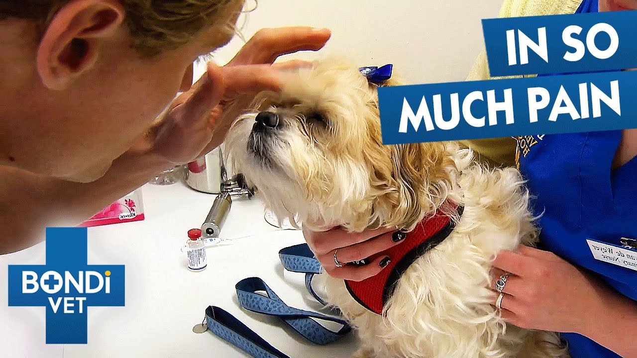 Rescue Dog's Ears Badly Infected After Years Of Neglect | Bondi Vet