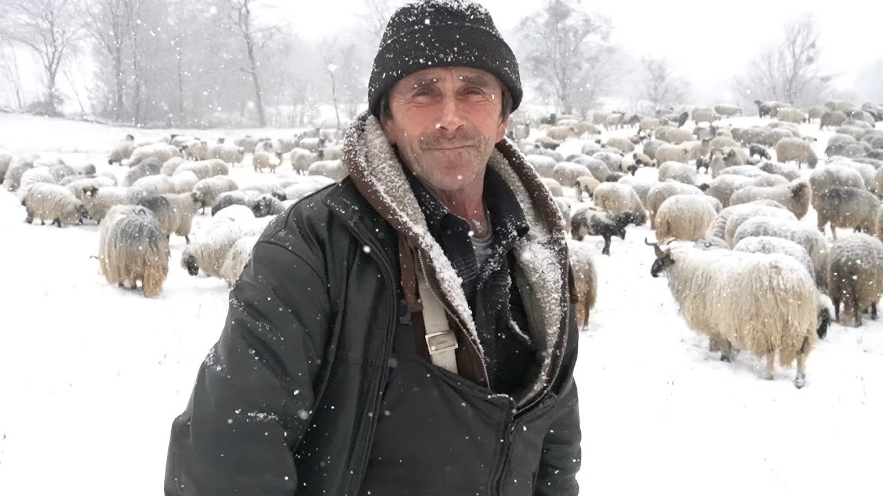 KO  ĆE  MENE  SAD  ZAPOSLIT,  PA  DA  MU ZASPIM  KO  ŠTO   ZASPIM  KOD  OVACA