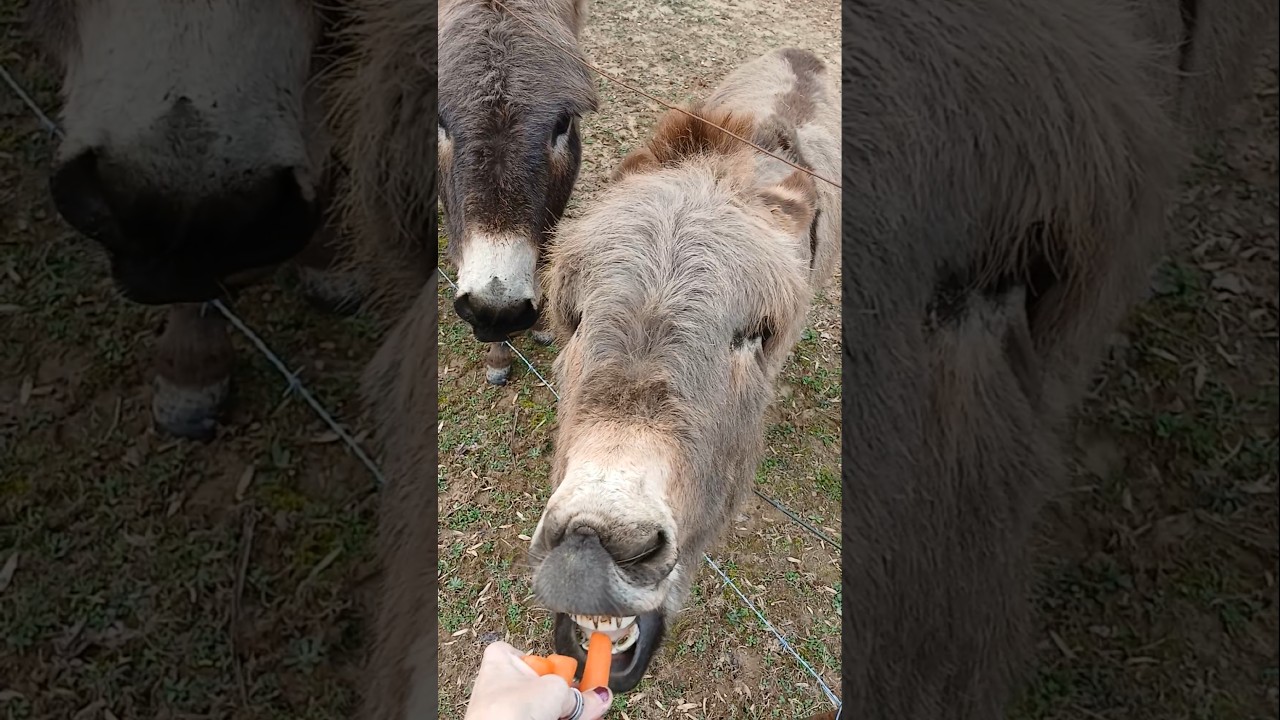 Jack is a thief!! 🫏🤣🙄 #Donkey treat time! #minidonkey #funny #cute ❤️🫏 #FarmAntics like&sub ❤️🫏❤️