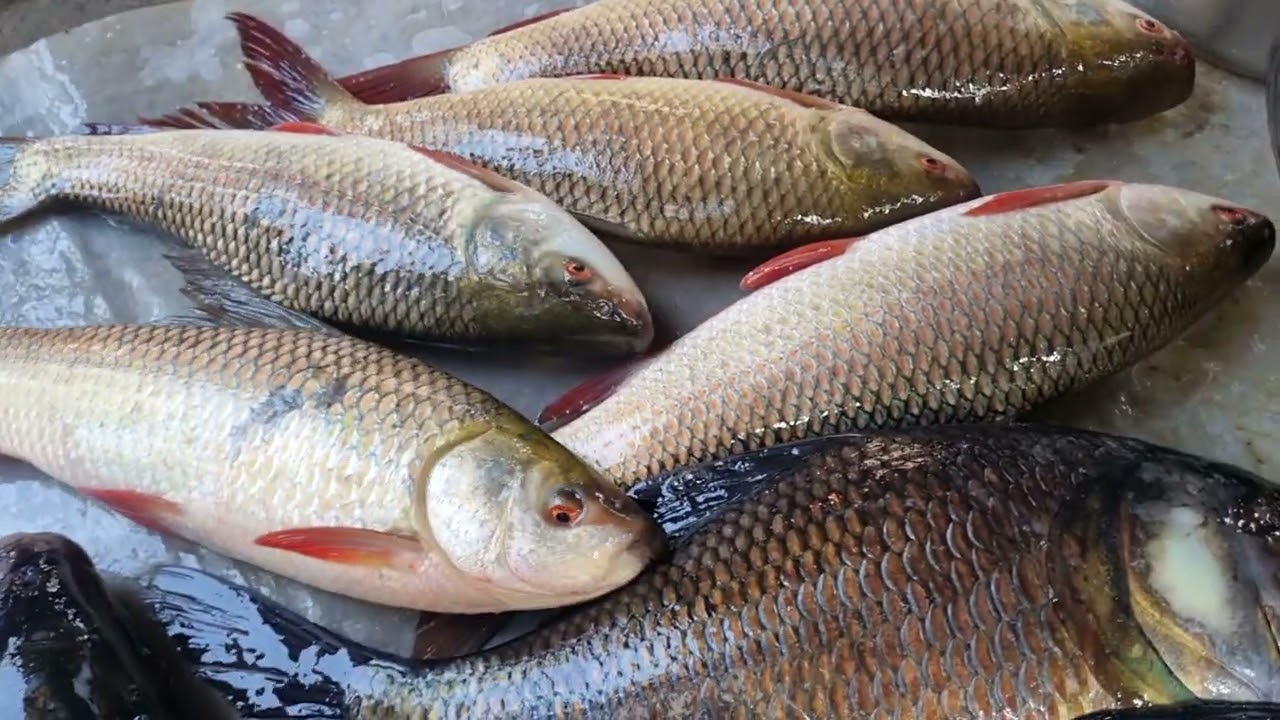 বাজারে এসেছে নদীর মাছ।