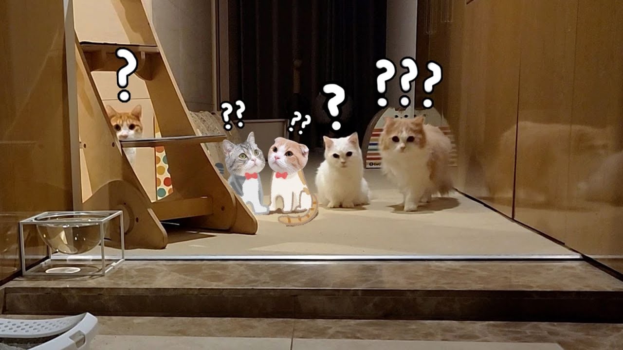 오랫동안 일본 여행을 다녀왔더니 고양이가 못 알아봅니다...
