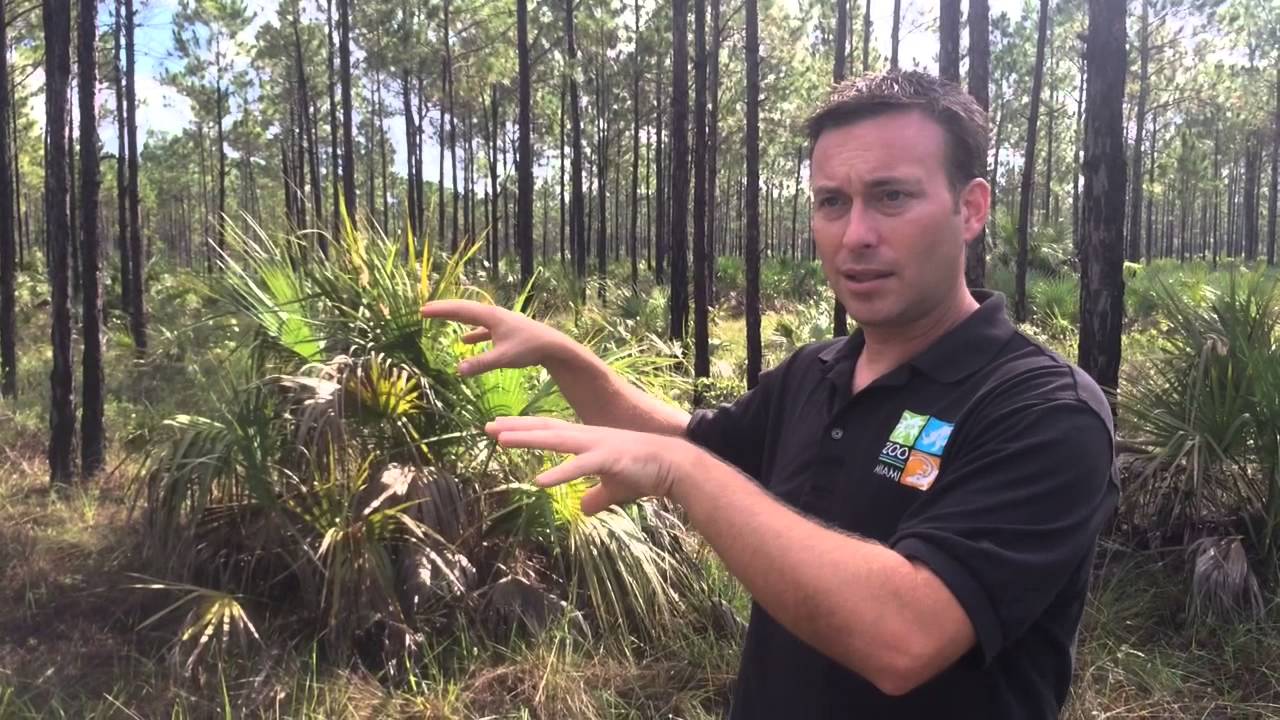 Endangered Pine Rockland