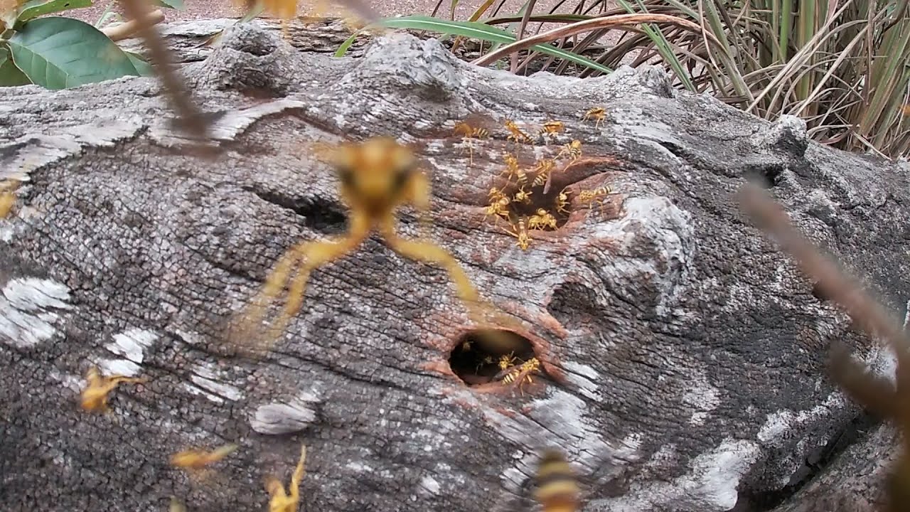 Wasp attack!
