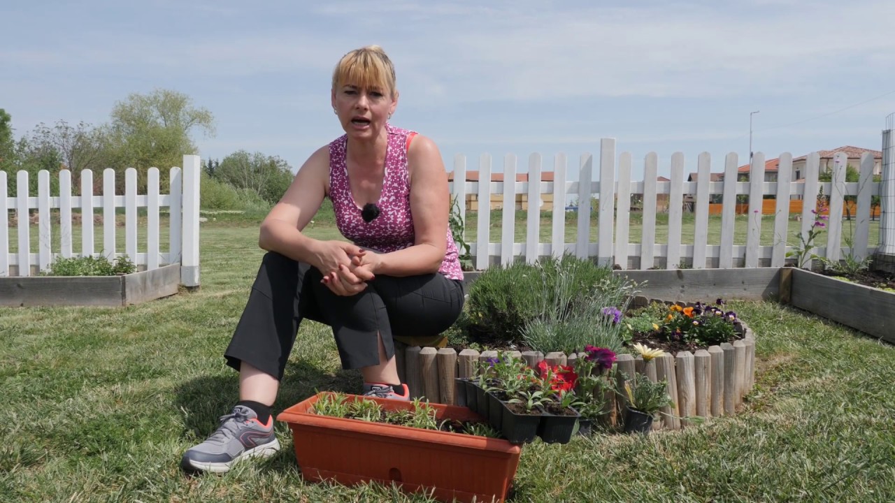 Plantare si ingrijire: floarea miresei