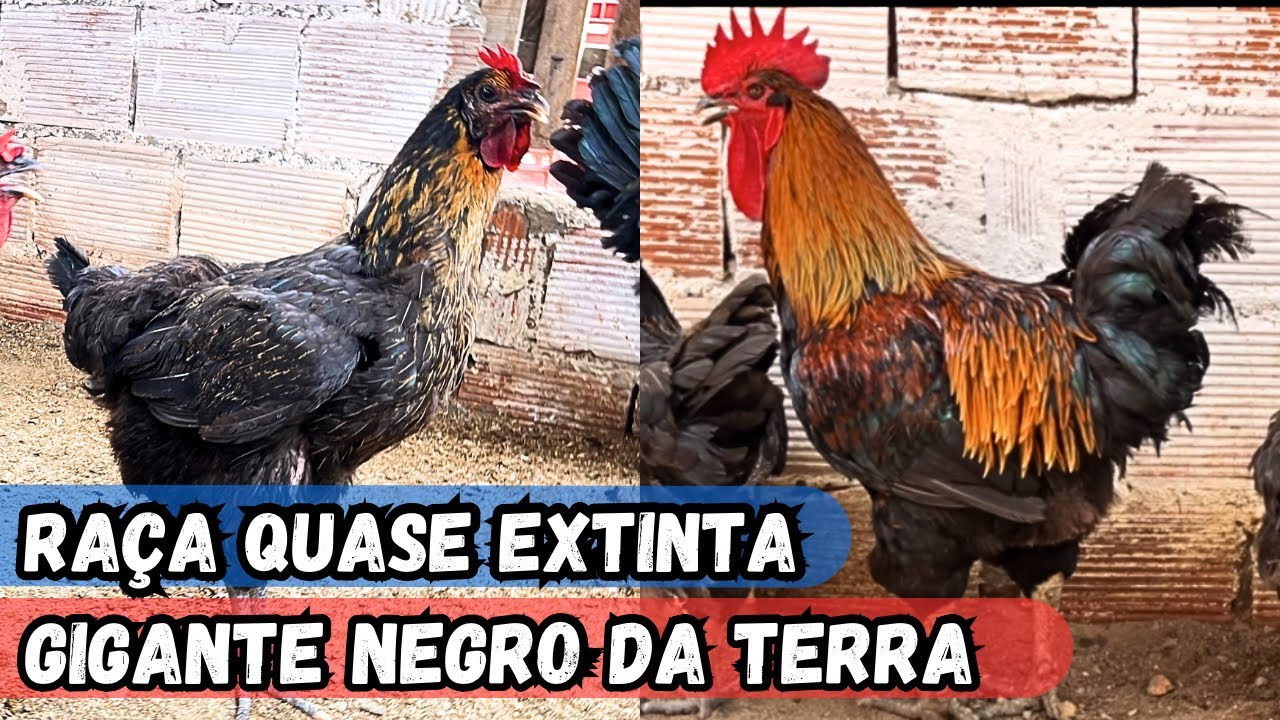 CRIAÇÃO DE GALINHAS GIGANTE NEGRO DA TERRA DE GRANDE PORTE RAÇA DE GALINHAS QUASE EXTINTAS#sertanejo